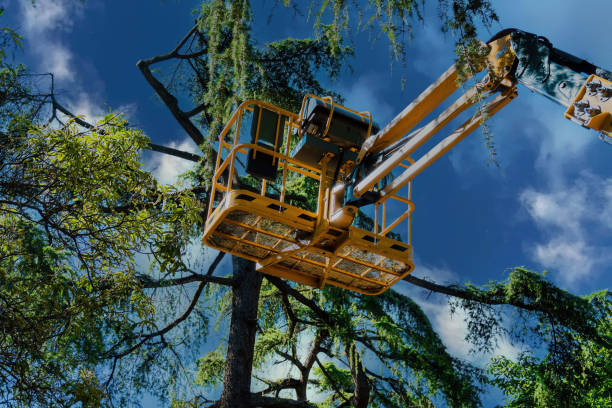 Best Tree Preservation Services  in Waikapu, HI